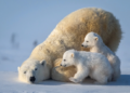 What is the reason for the extinction of polar bears in Canada