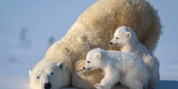 What is the reason for the extinction of polar bears in Canada
