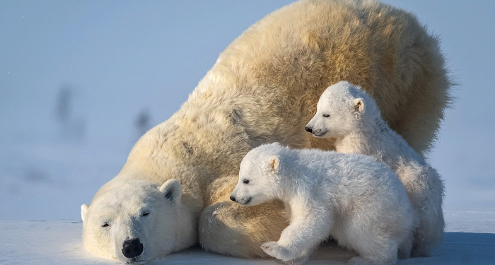 What is the reason for the extinction of polar bears in Canada