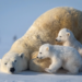 What is the reason for the extinction of polar bears in Canada