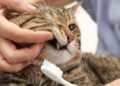 Ассортимент средств для соблюдения правил кошачьей гигиены