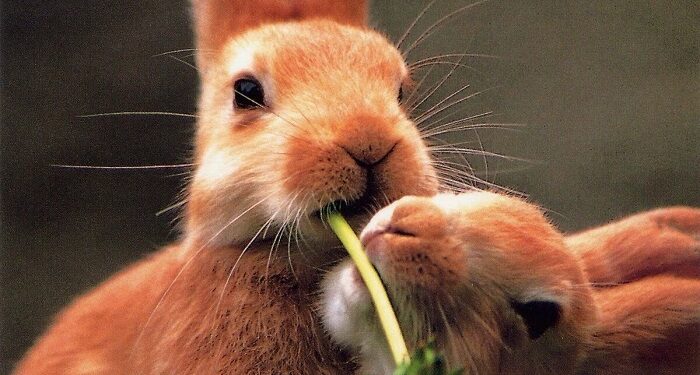 Поради для власників домашніх кроликів: утримання та харчування