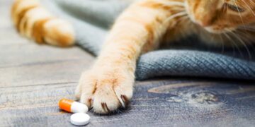 Обзор основных витаминов и добавок, необходимых для здоровья кошек