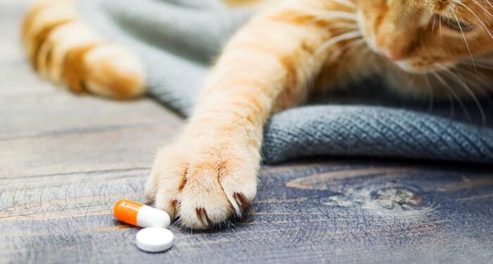 Обзор основных витаминов и добавок, необходимых для здоровья кошек