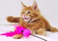 Игрушки для кота: как выбрать и зачем они нужны