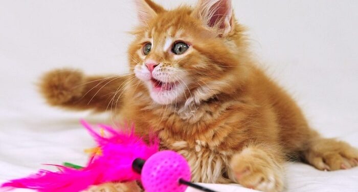 Игрушки для кота: как выбрать и зачем они нужны