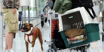 Як правильно оформити перевезення тварин в Європу: правила та рекомендації