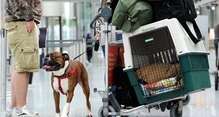 Як правильно оформити перевезення тварин в Європу: правила та рекомендації