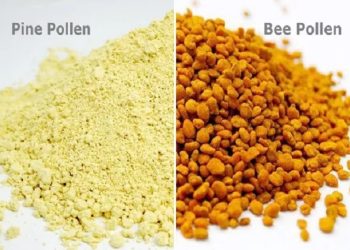 Pine pollen vs bee pollen: what actually makes them different