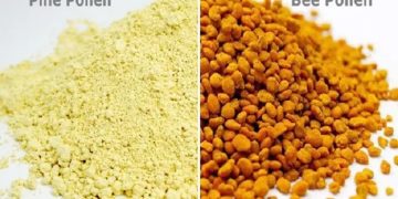 Pine pollen vs bee pollen: what actually makes them different